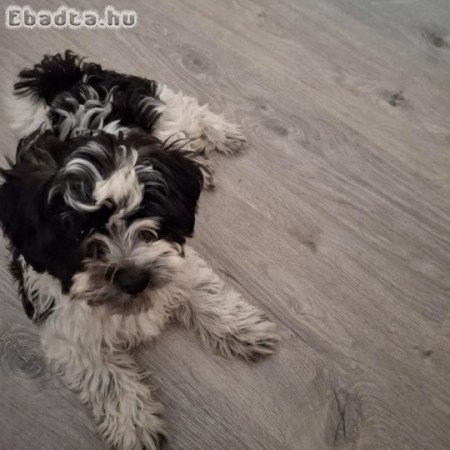 bichon havanese 12 hetes kan kiskutya eladó