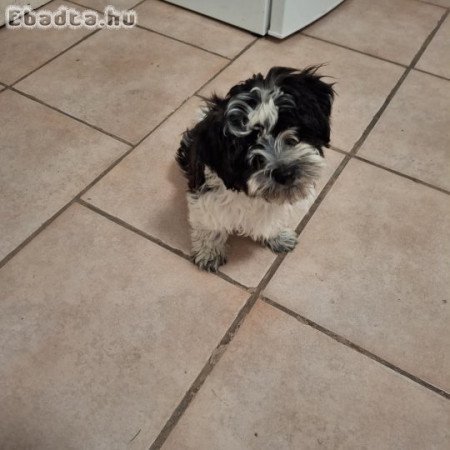 bichon havanese 12 hetes kan kiskutya eladó