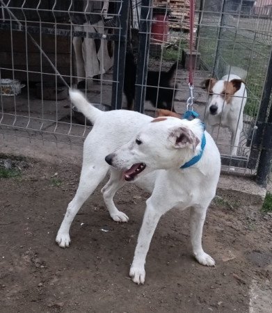 Foxi terrier yagd terrier