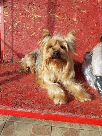 Yorkshire terrier