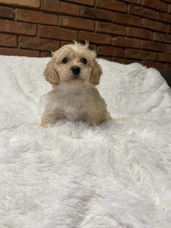 Maltipoo