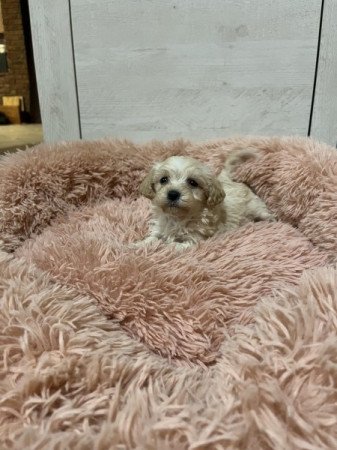 Maltipoo