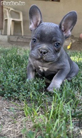 Francia bulldog kislány
