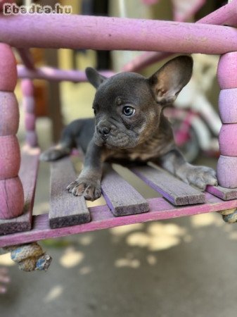 Francia bulldog kislány