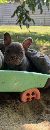 Francia bulldog kislány