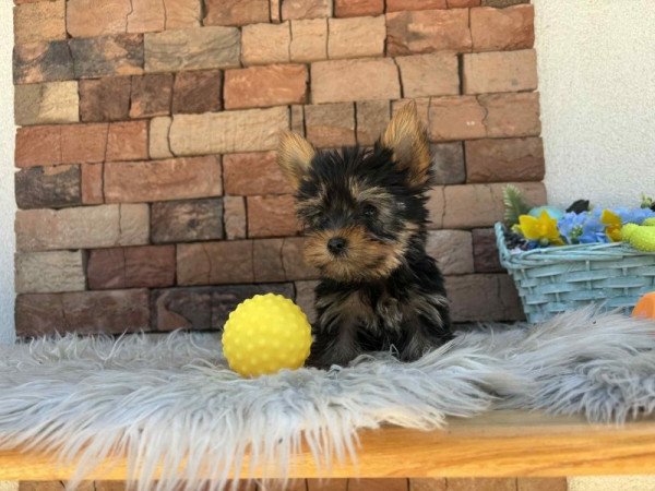 Yorkshire terrier