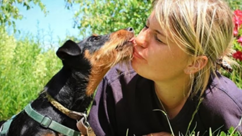 A kis terrier adománygyűjtési kihívása