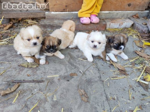 Palotapincsi kiskutya