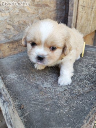 Palotapincsi kiskutya