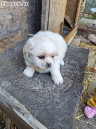 Palotapincsi kiskutya