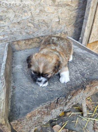 Palotapincsi kiskutya