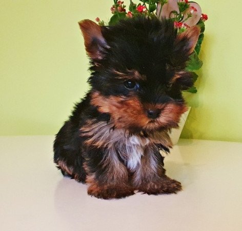 yorkshire terrier