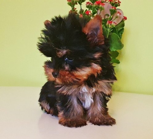 yorkshire terrier