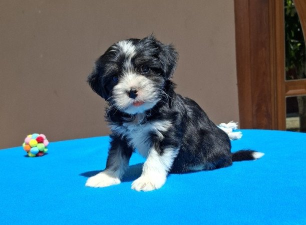 Bichon havanese
