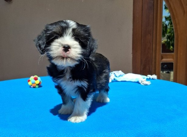 Bichon havanese