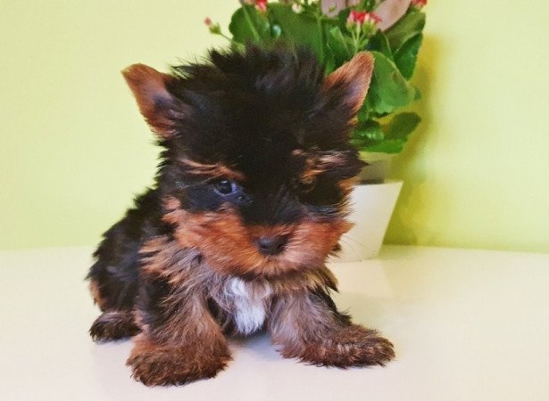 yorkshire terrier