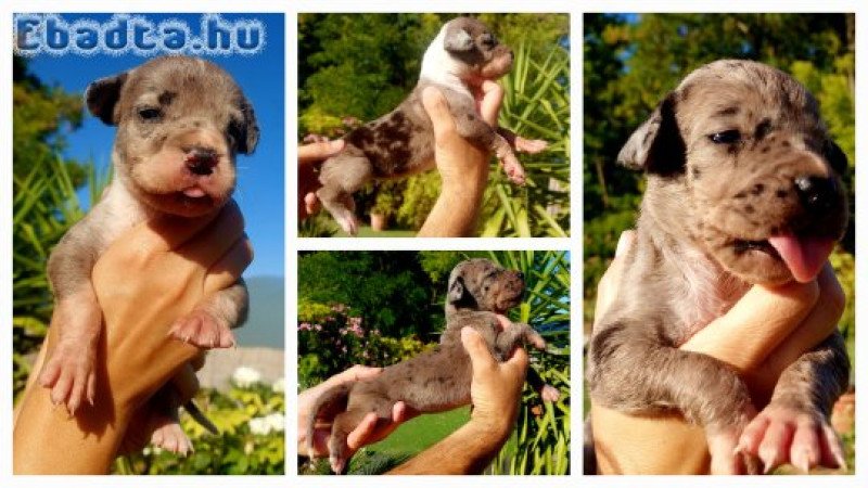 Német dog kölykök