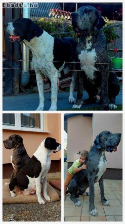 Német dog kölykök