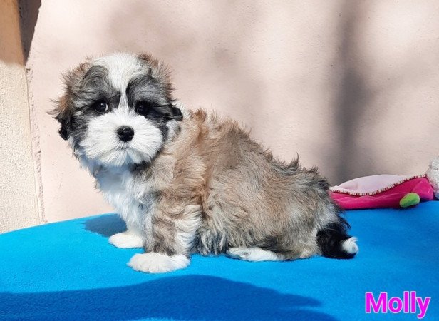 Bichon Havanese