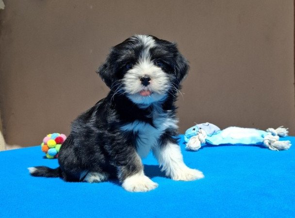 Bichon havanese