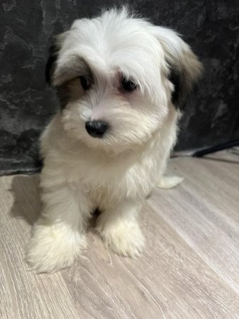 Bichon Havanese