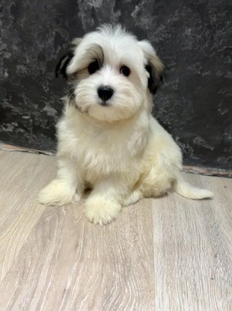 Bichon Havanese