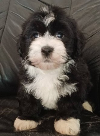 bichon havanese