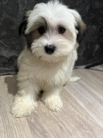 Bichon Havanese