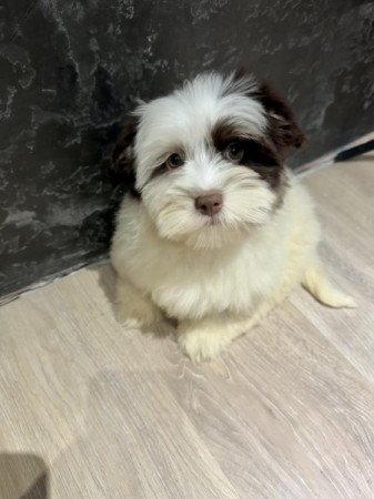 Bichon Havanese