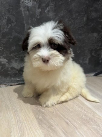 Bichon Havanese