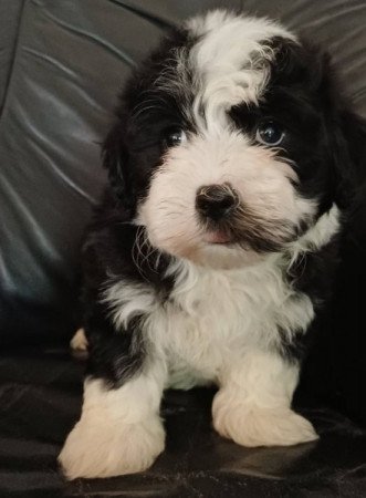 bichon havanese