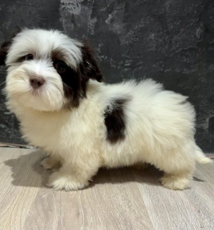 Bichon Havanese