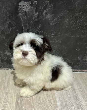 Bichon Havanese