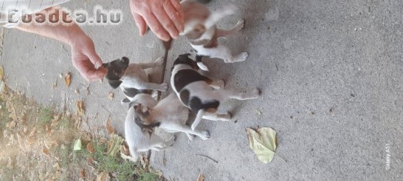 Eladó fajtiszta foxterrier kiskutyák