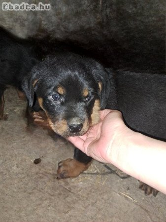 Rottweiler kiskutya