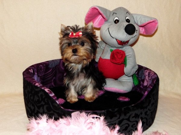 Yorki, Yorkshire Terrier