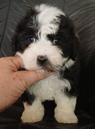 bichon havanese