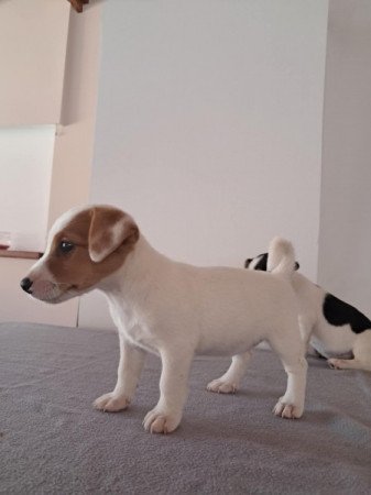 jack russel