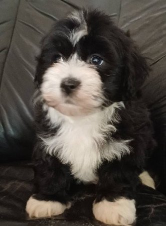 bichon havanese