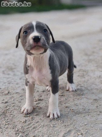 Lány Staffi kutyus gazdit keres