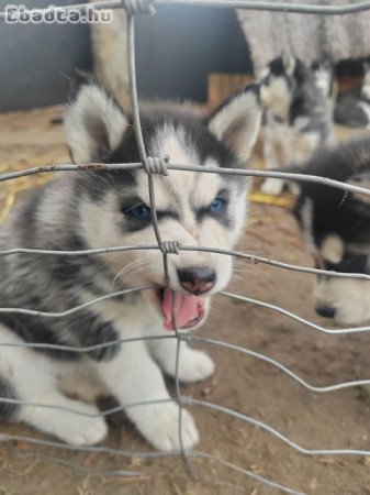 Gyönyörű,7hetes Husky babák,oltva,féregtelenítve