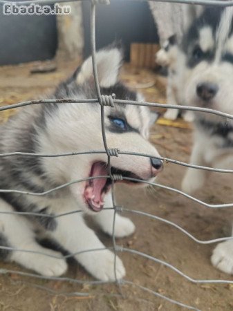 Gyönyörű,7hetes Husky babák,oltva,féregtelenítve