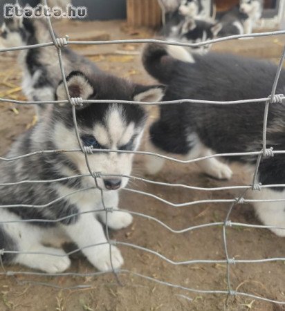 Gyönyörű,7hetes Husky babák,oltva,féregtelenítve