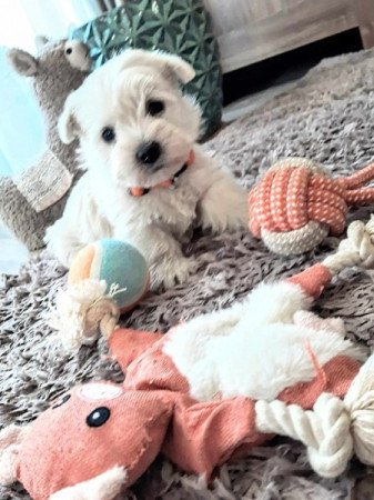 West Highland White Terrier