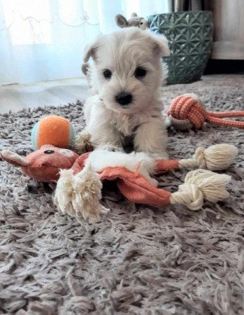 West Highland White Terrier