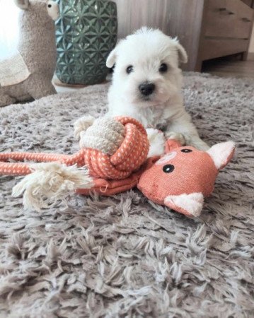 West Highland White Terrier