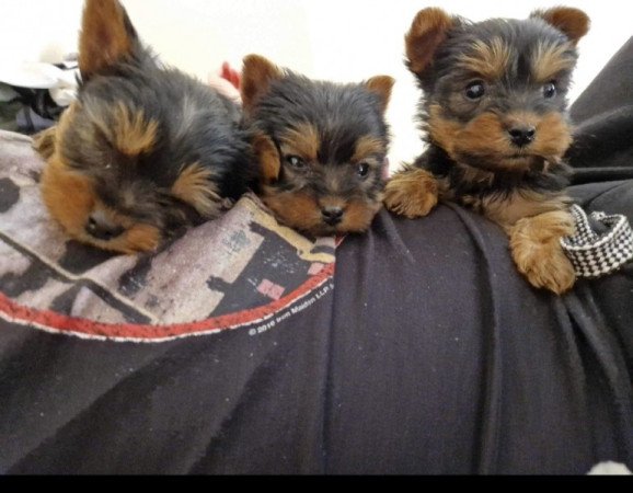 Yorkshire Terrier