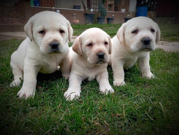 Labrador retriever