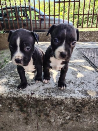 Amerikai staffordshire terrier
