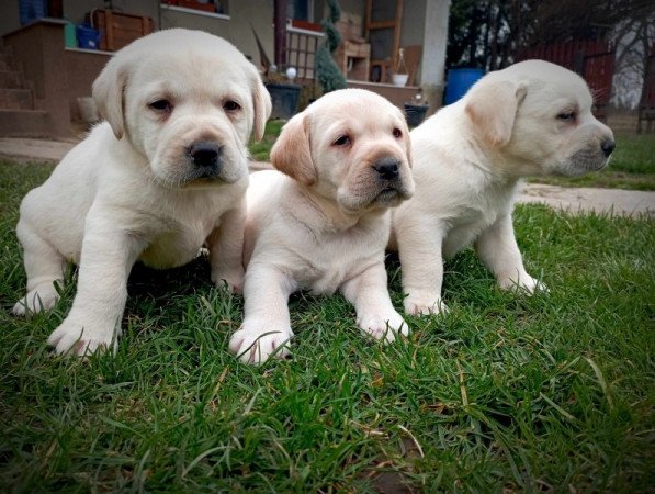 Labrador retriever